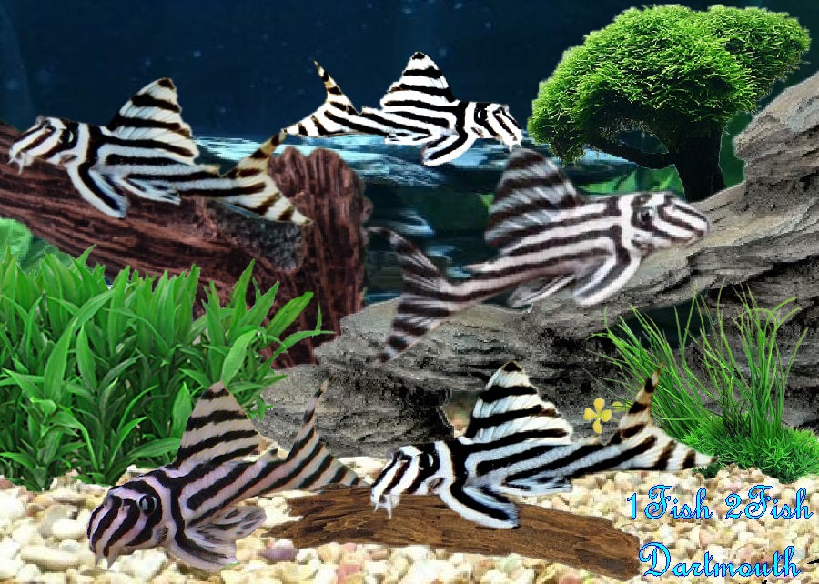 L46 - Zebra Pleco "Hypancistrus zebra"
