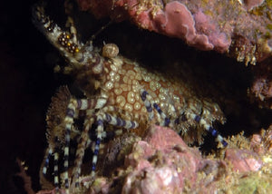 Common Marble Shrimp "Saron marmoratus"