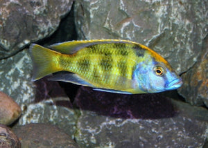 Venustus Cichlid "Nimbochromis venustus"