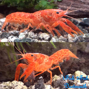 Crayfish