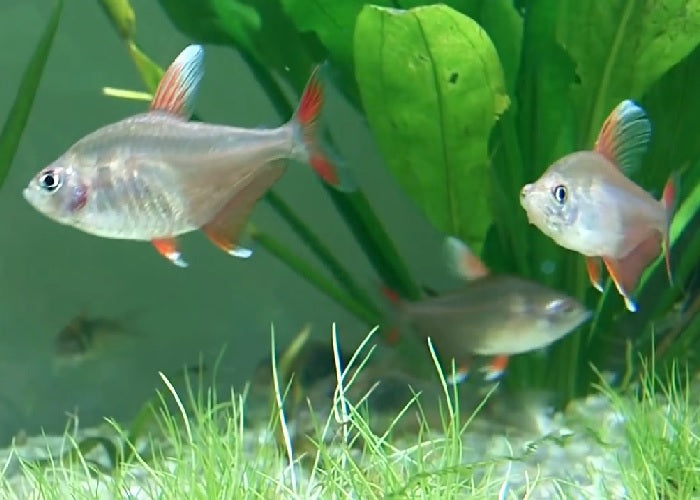 Ornate Tetra ''Hyphessobrycon bentosi""