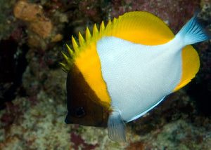 Yellow Pyramid Butterflyfish "Hemitaurichthys polylepis" (reefsafe)