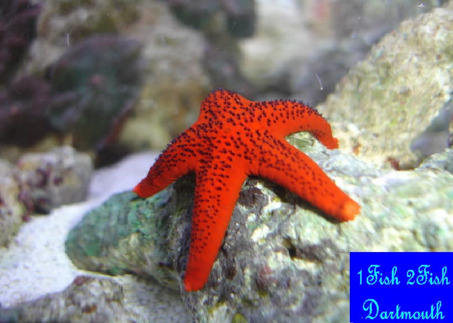 Bali Red Starfish "Fromia milleporella"
