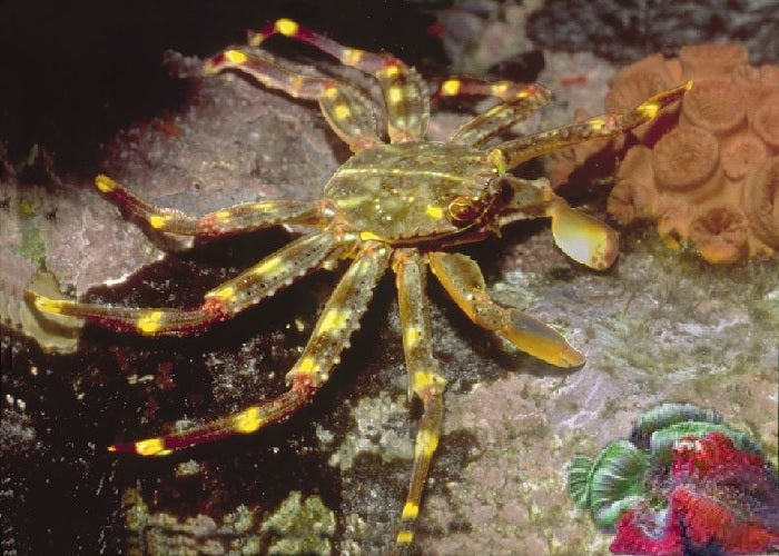 Sally Lightfoot Crab "Percnon gibbesi"