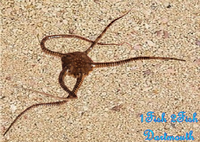 Serpent Starfish "Ophiolepis superba"