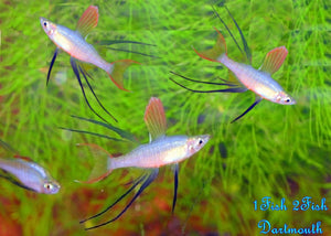 Threadfin Rainbowfish "Iriatherina werneri"