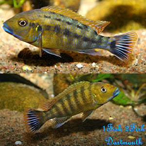 Williamsi Blue Lips "Pseudotropheus sp. Williamsi North"