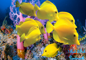 Yellow Tang "Zebrasoma flavescens"