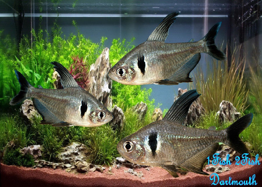 Black Phantom Tetra "Megalamphodus megalopterus"- Med