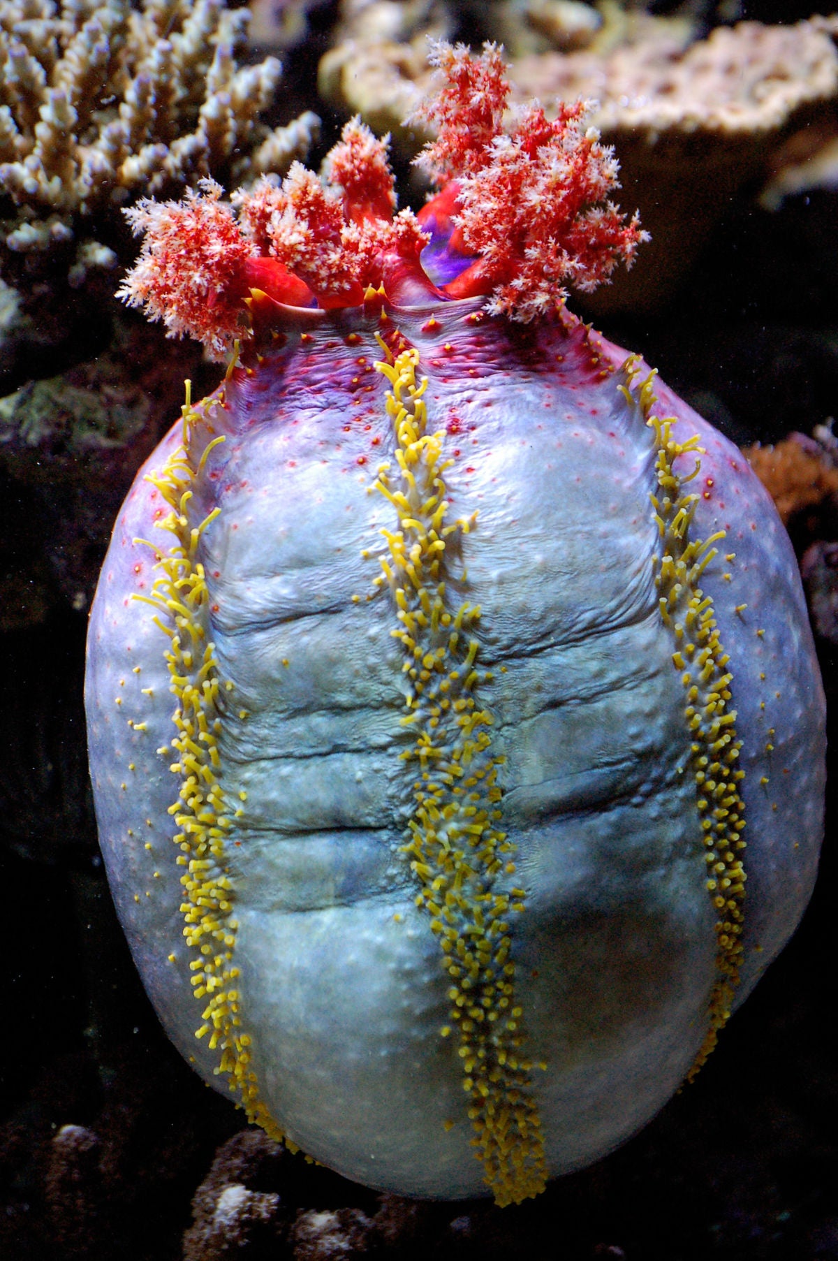 Sea Apple