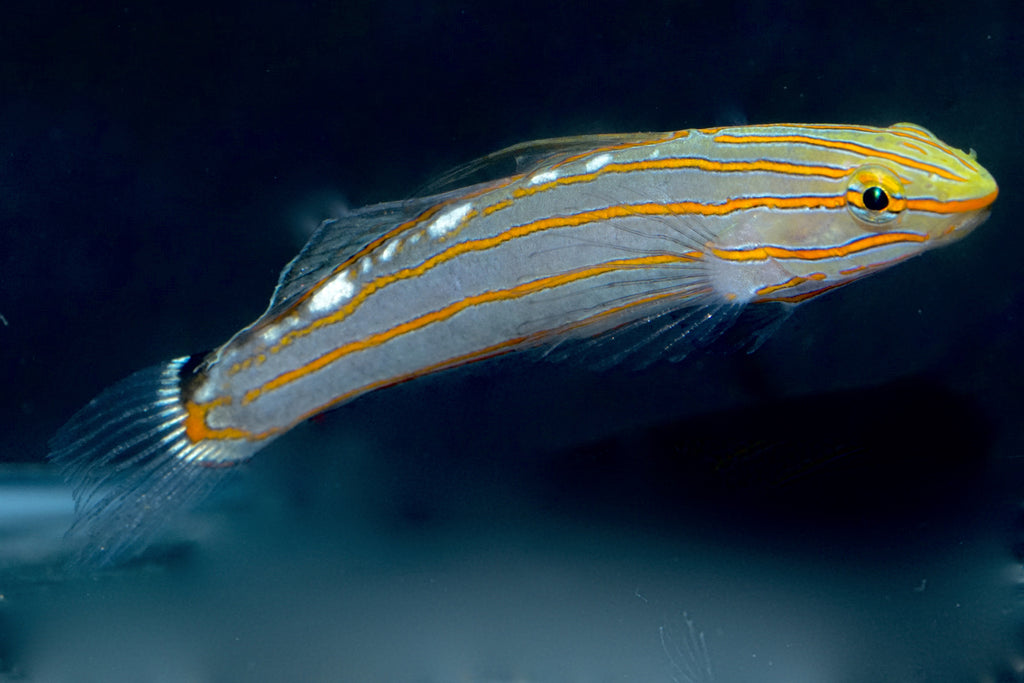 Rainford'S Goby