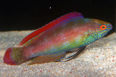 Red Margin Fairy Wrasse