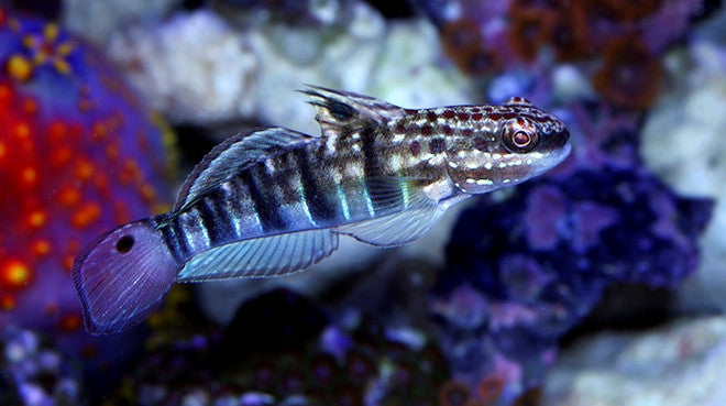 Sleeper Banded Goby