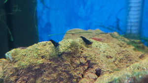 Black Choco Shrimp (Neocaridina Heteropoda)