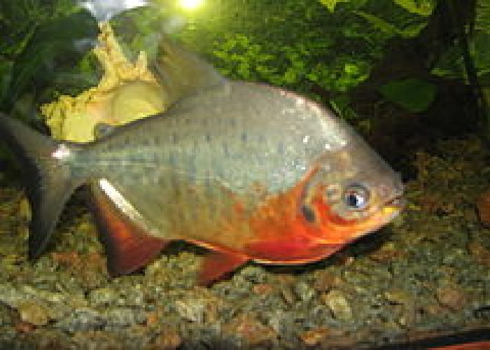 Red Bellied Pacu "Piaractus brachypomus"