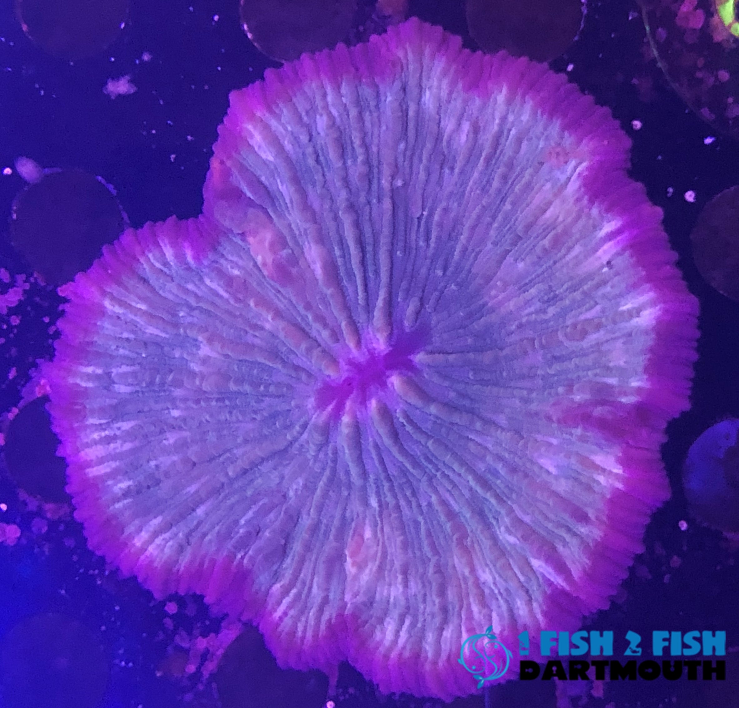 Plate Coral (303)