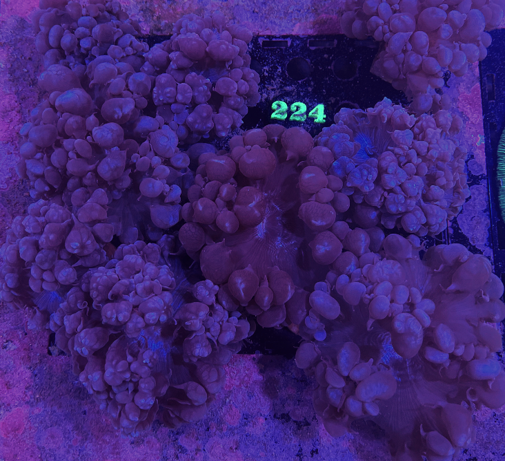 Bubble Coral Frags