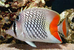 Red Checkered Pearlscale Butterflyfish "Chaetodon xanthurus"