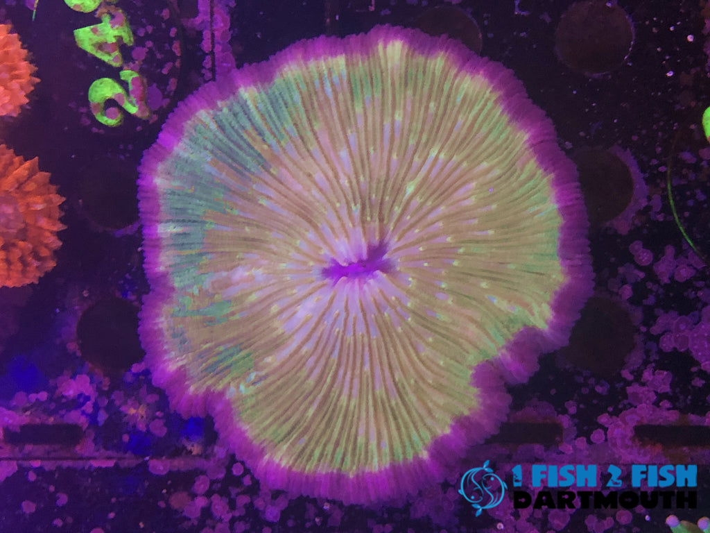 Plate Coral (233)