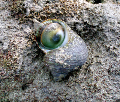 Cat's Eye Snail