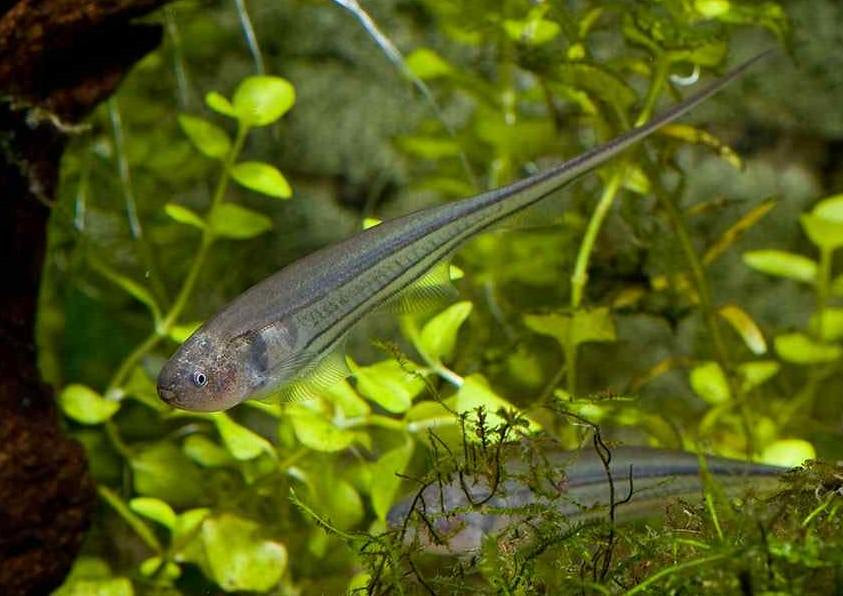 Glass Knifefish