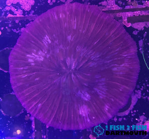 Plate Coral