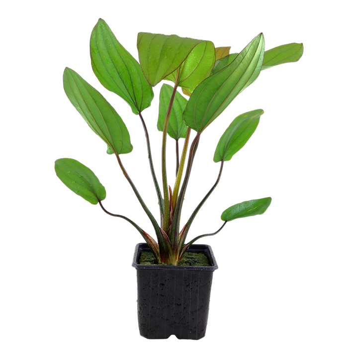 Tropica Plants - Mother Plants