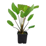 Tropica Plants - Mother Plants