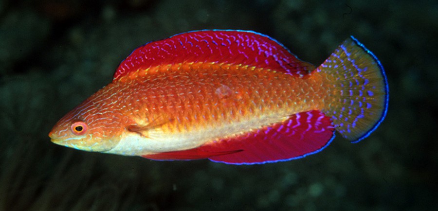 Red Fin Fairy Wrasse (Cirrhilabrus rubripinnis)