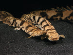 Bichirs "Polypterus species"