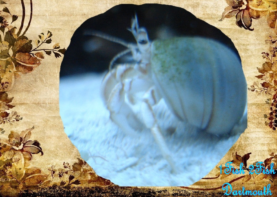 White Leg Hermit Crab "Clibanarius sp.