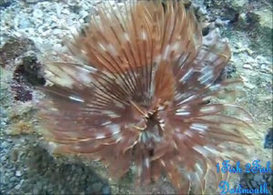 Feather Duster "Sabellatarte indica"