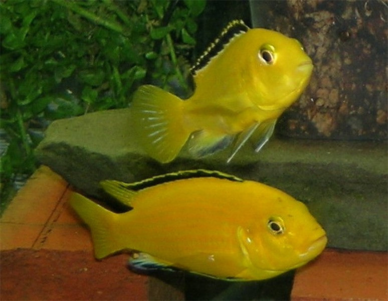 Electric Yellow Cichlid "Labidochromis caeruleus"