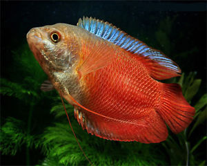 Neon Royal Red Gourami "Colisa Lalia"