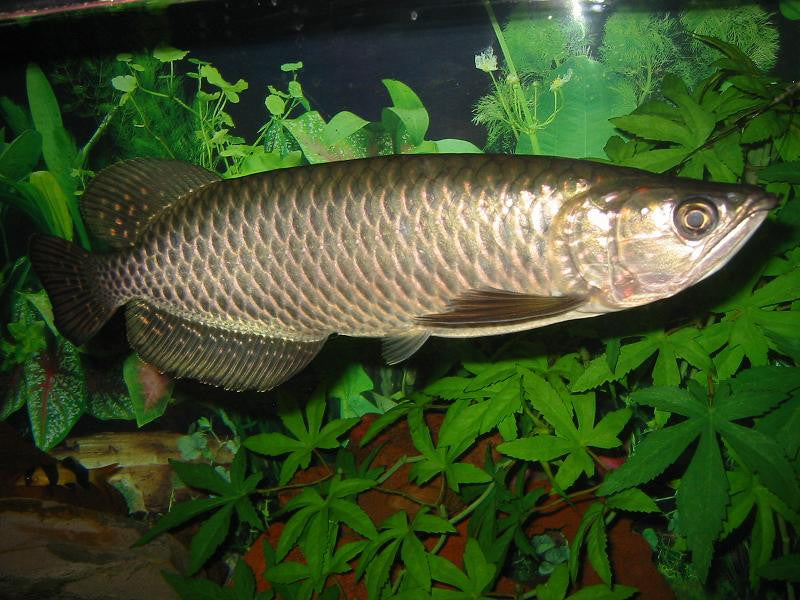 Australian Arowana "Scleropages jardini"