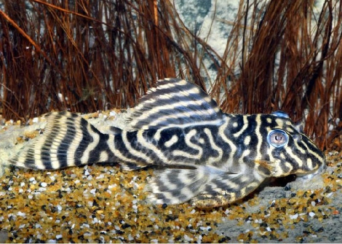 L129 - Colombian Zebra Pleco "Hypancistrus debilittera"