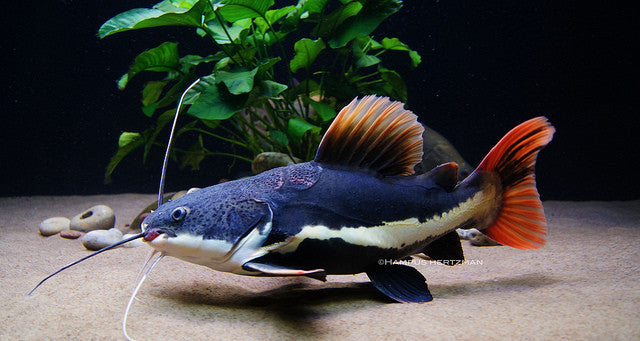 Redtail Catfish "Phractocephalus hemioliopterus"