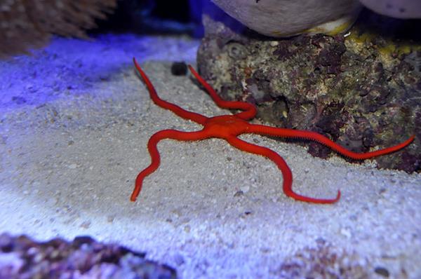 Red Serpent Starfish