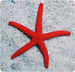 Orange Linkia Starfish (bigish)