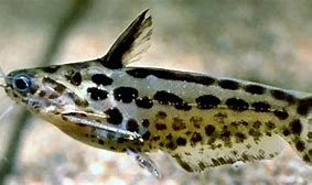 Pygmy Driftwood Catfish