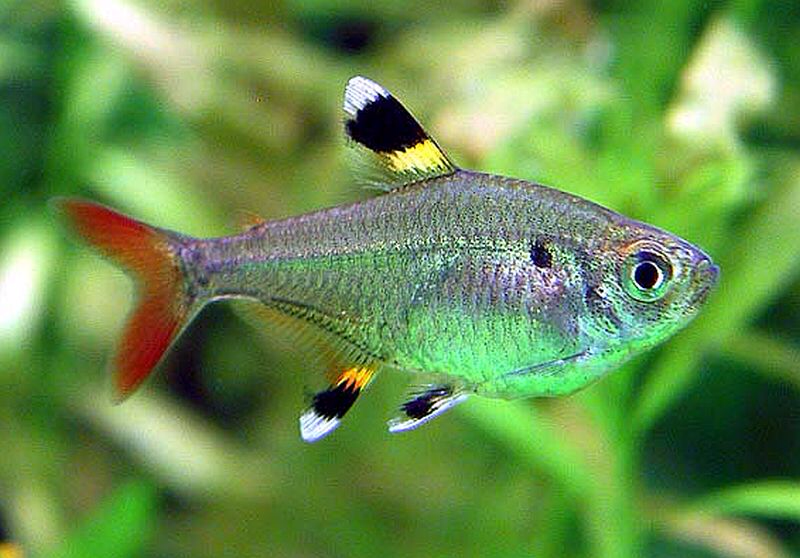 Pristella Tetra "Pristella maxillaris"