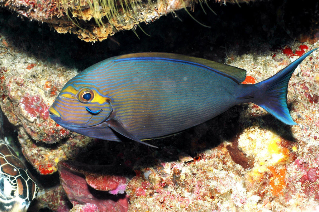 Mata Tang "Acanthurus mata" - Juv - M