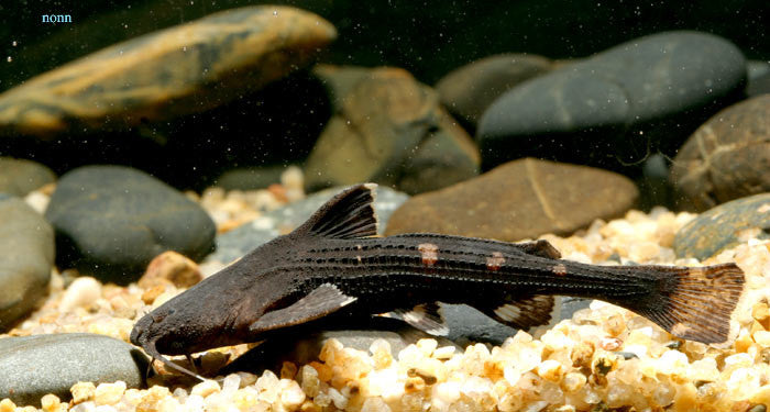 Banjo Catfish "Bunocephalus coracoideus"