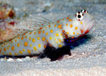 Orange Spot Prawn Goby "Amblyeleotris guttata"