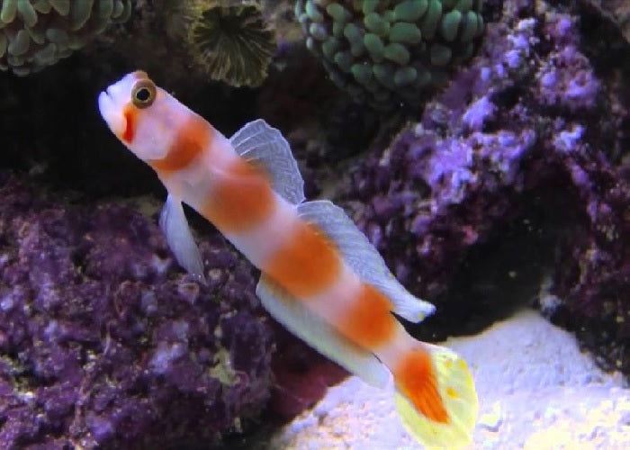 Pinkbar Goby "Amblyeleotris aurora"