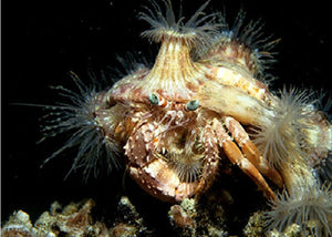 Anemone Hermit Crab "Dardanus pedunculatus"