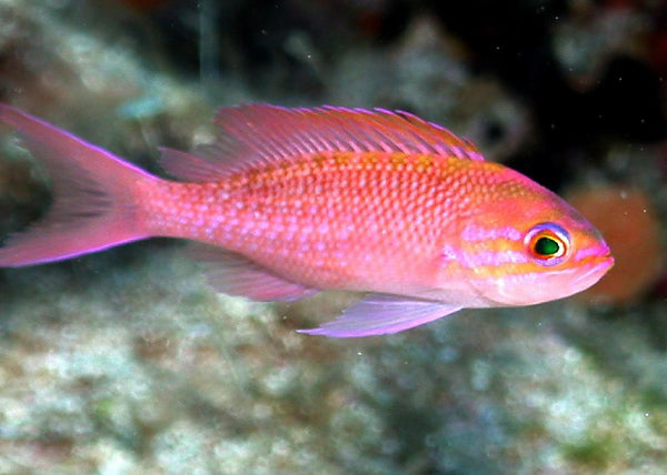Anthias_grande.jpg?v=1579448536