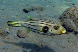 Narrow Lined "Manila" Puffer "Arothron manilensis"