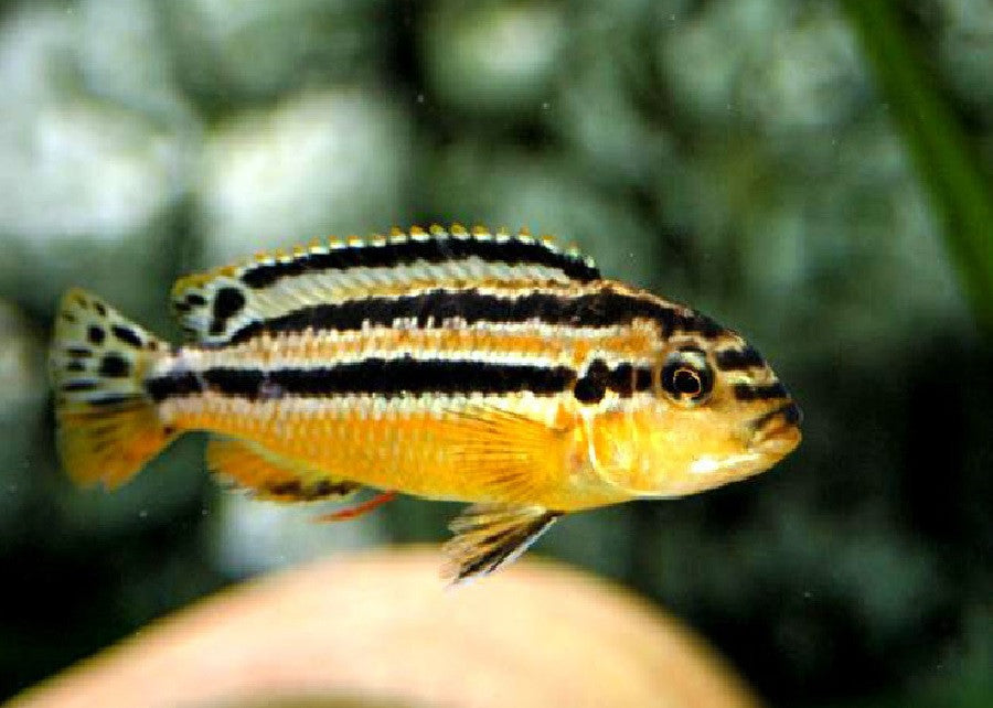 Auratus Cichlid "Melanochromis auratus"