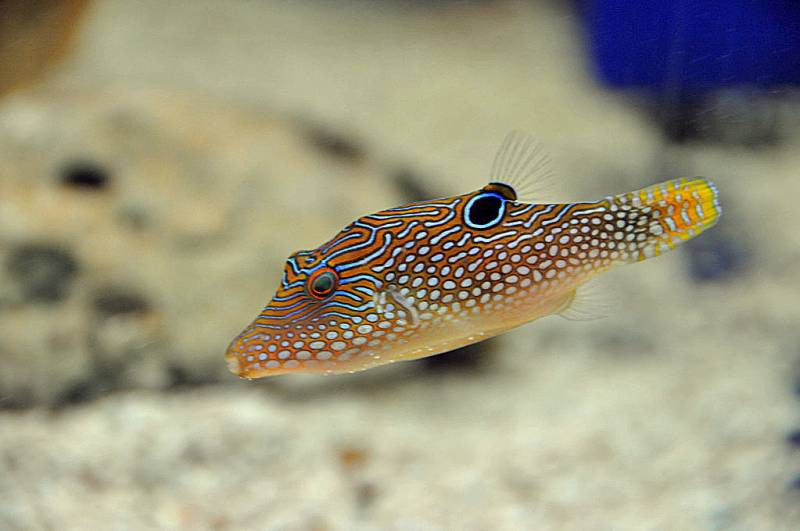 Blue Spotted Puffer "Canthigaster solandri"